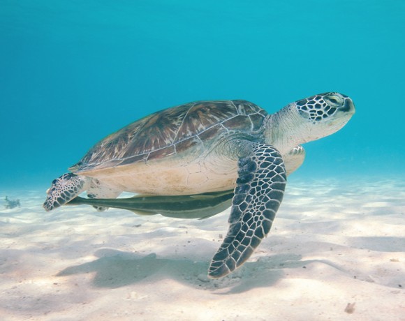 Ocean Turtle