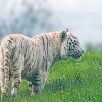 White Tiger